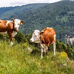 Dresselbach - 03 